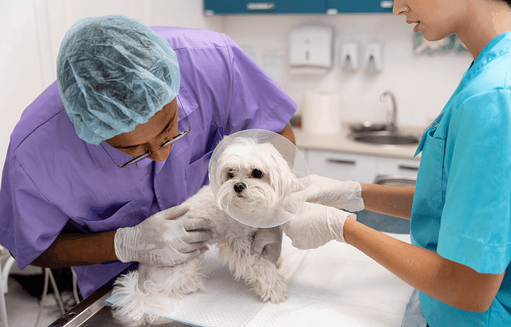 Guardia veterinaria 24hs